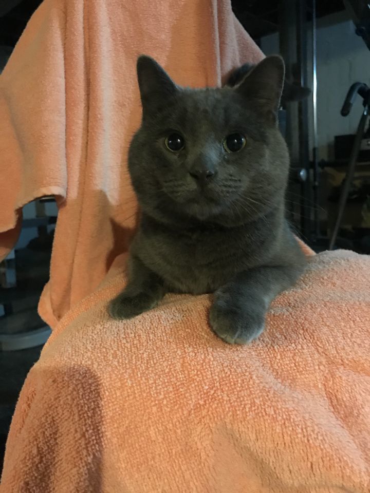 Alvin